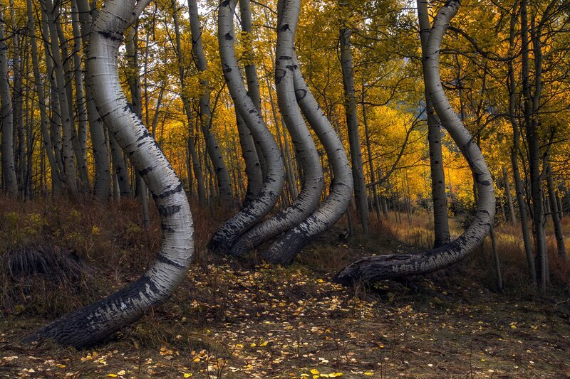Bent Birch Trees