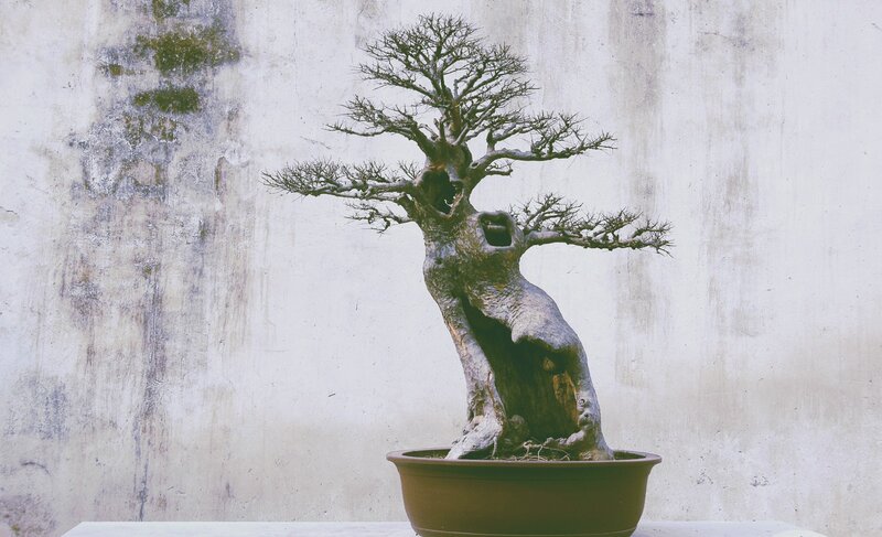 Bent Bonsai Tree — Gray