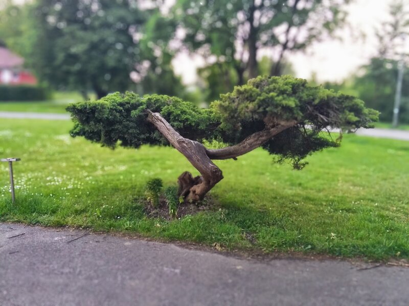 Bent Bonsai Tree