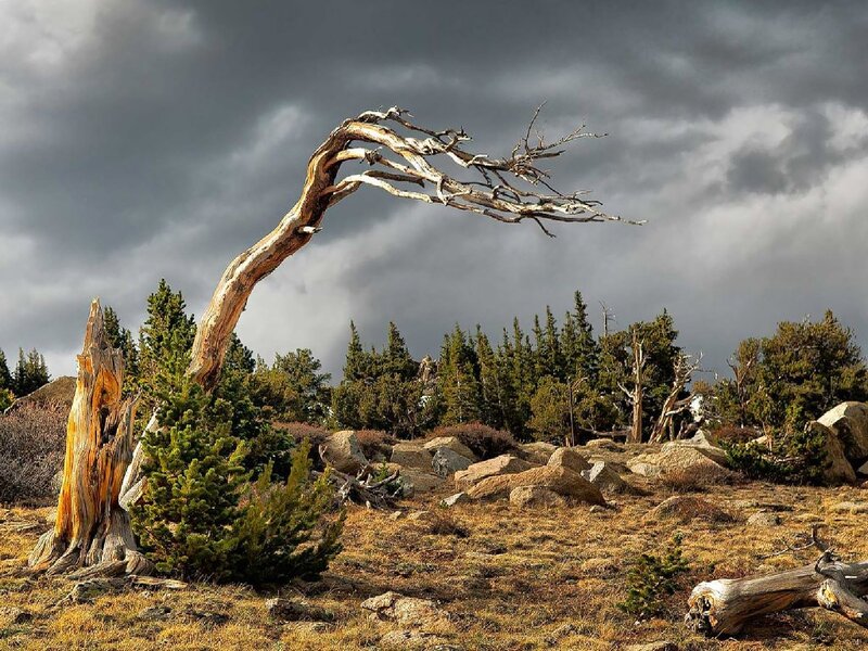 Bent Dead Tree