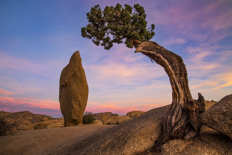 Bent Juniper Tree