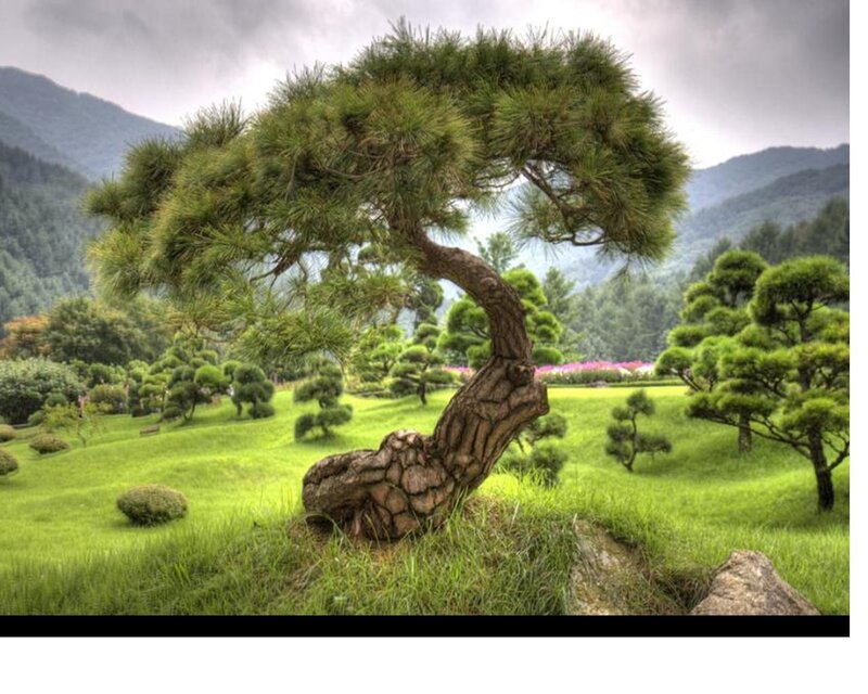 Bent Pine Tree
