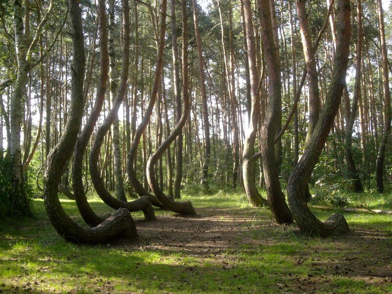 Bent Pine Trees