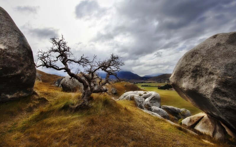 Bent Tree Between Boulders