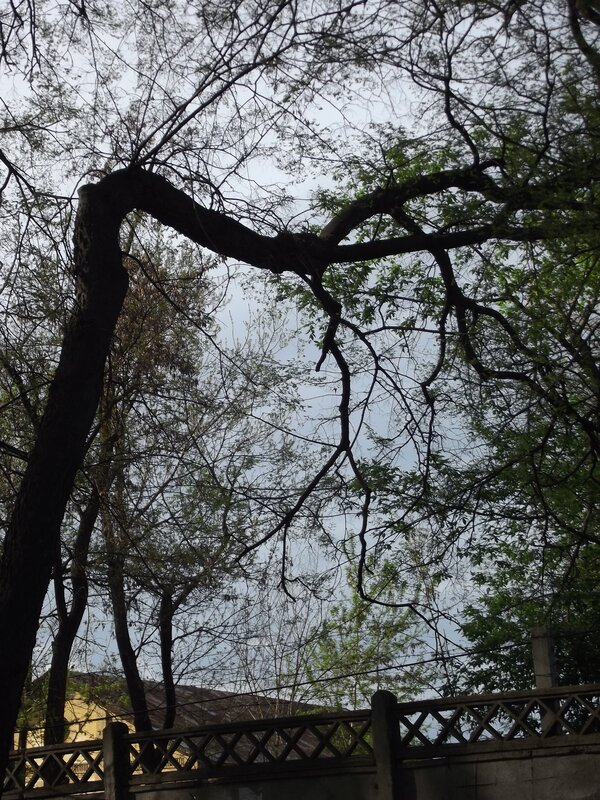 Bent Tree Branch