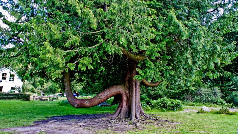 Bent tree in a park