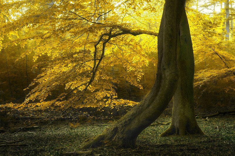 Bent Tree in Autumn Forest