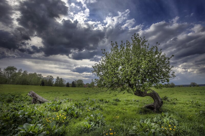 Bent Tree in Field — Green, Dramatic
