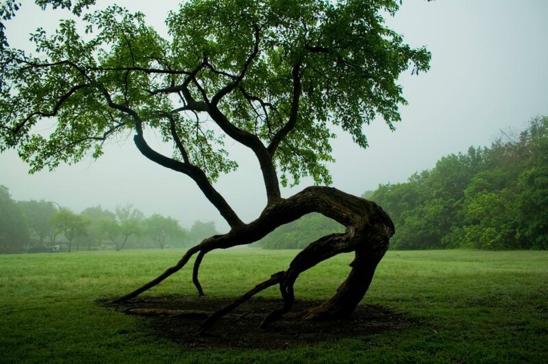 Bent Tree in Field — Green
