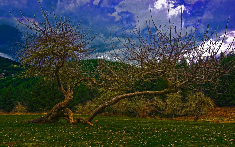 Bent Tree in Field