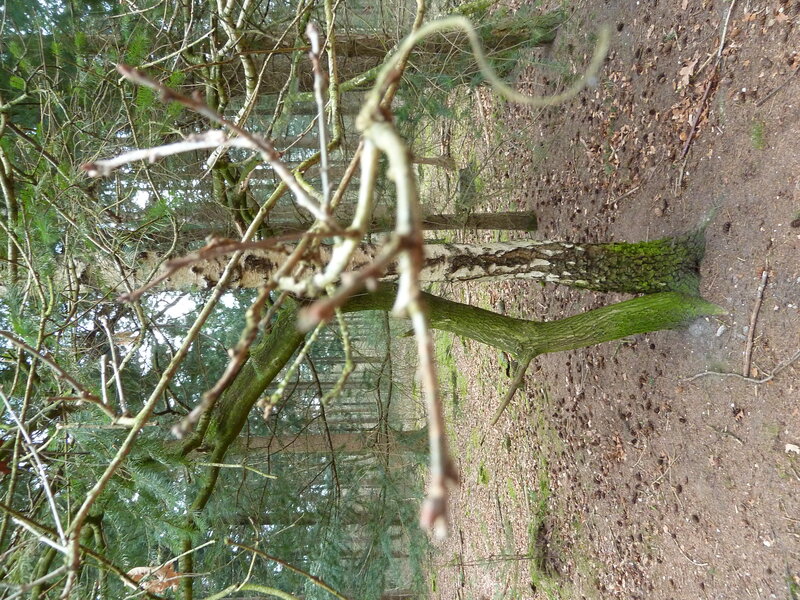 Bent Tree in Forest — Green