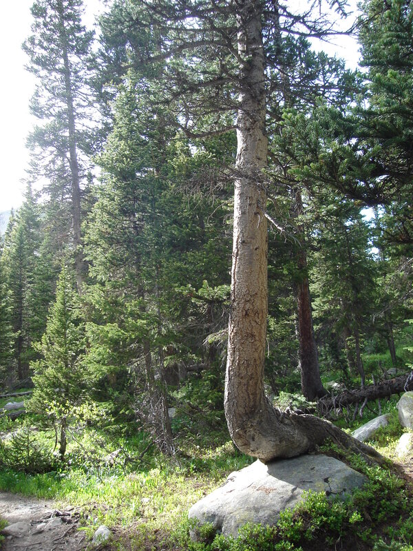 Bent tree in forest