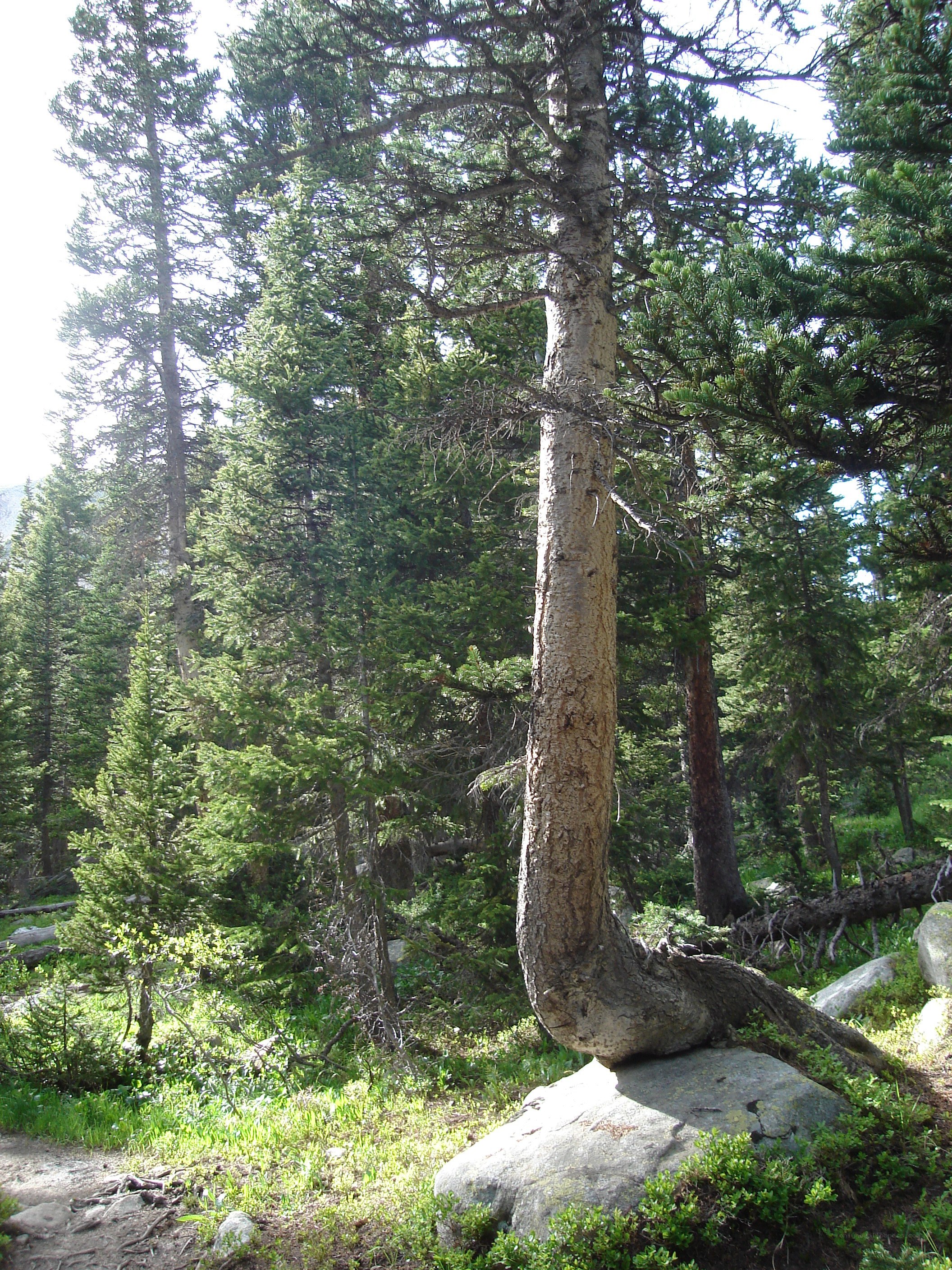 Bent tree in forest