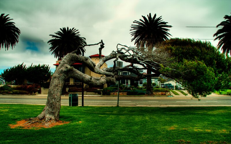 Bent Tree in Park