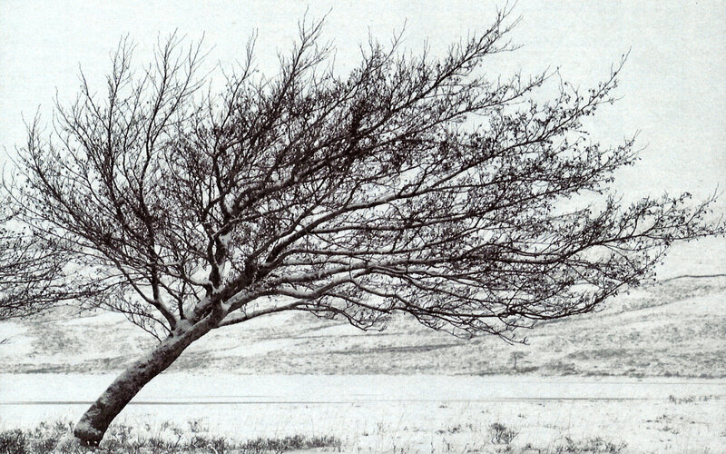 Bent Tree in Snow