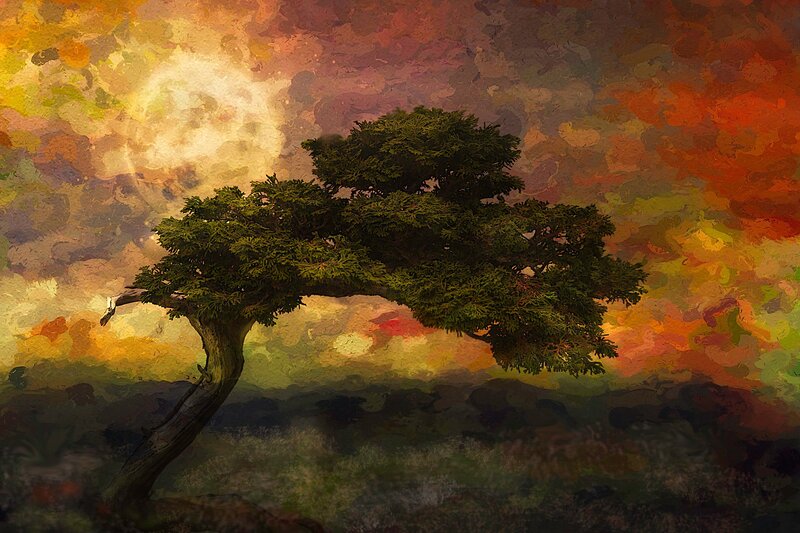 Bent Tree in Sunset