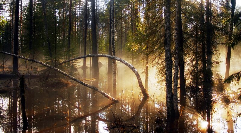 Bent Tree in Swamp