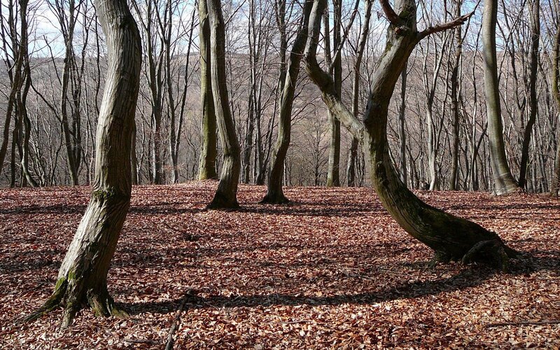 Bent trees in autumn forest