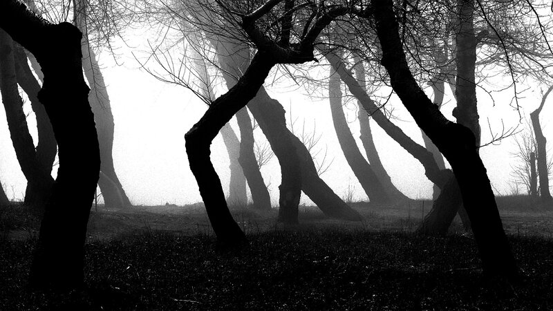 Bent Trees in Fog — Black, Eerie