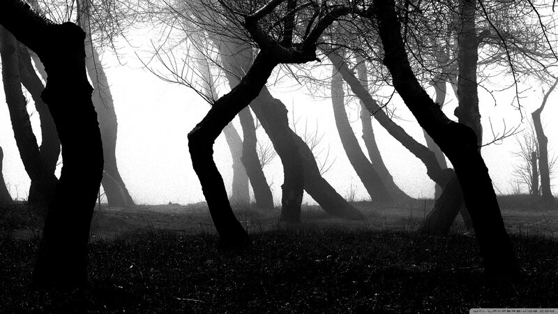 Bent Trees in Fog — Black