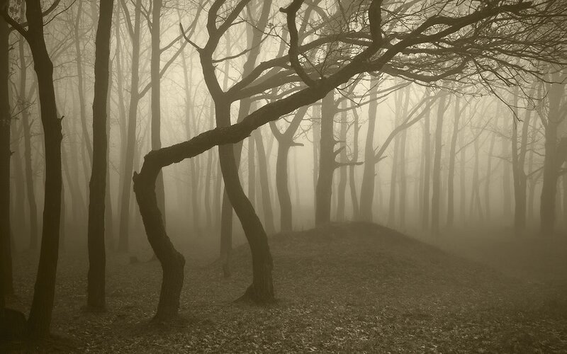 Bent Trees in Fog — Brown, Mysterious