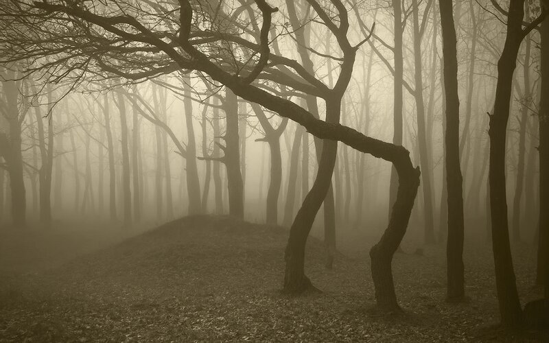Bent Trees in Fog — Brown