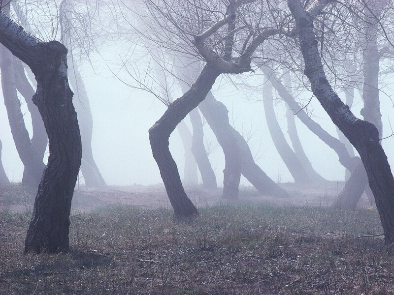 Bent Trees in Fog — Gray, Misty