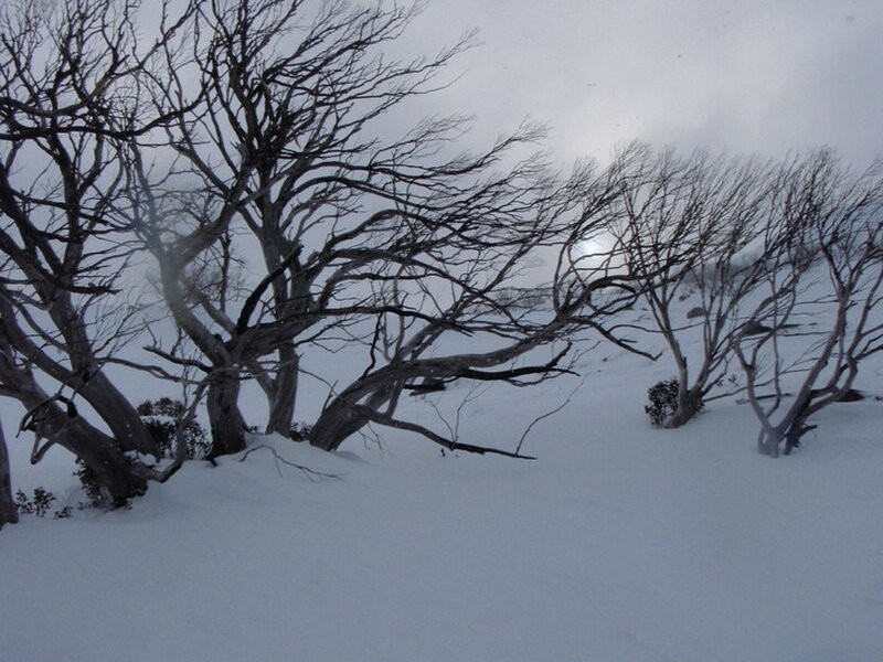 Bent Trees in Snow