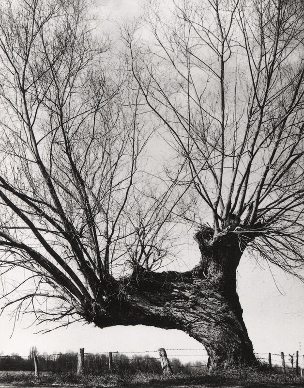 Bent Willow Tree — Black, Dramatic