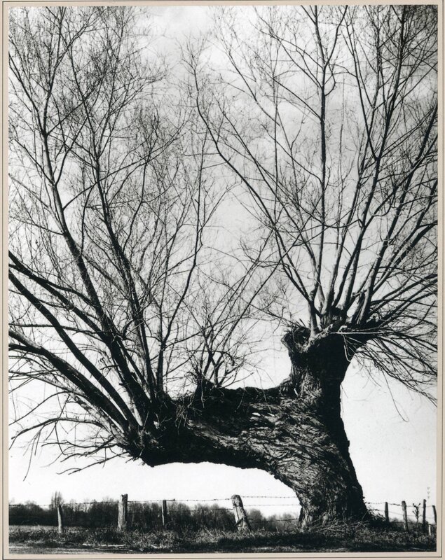 Bent Willow Tree — Black