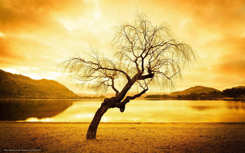 Bent Willow Tree — Gold, Dramatic