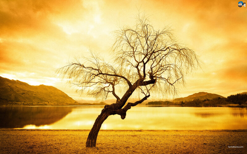 Bent Willow Tree