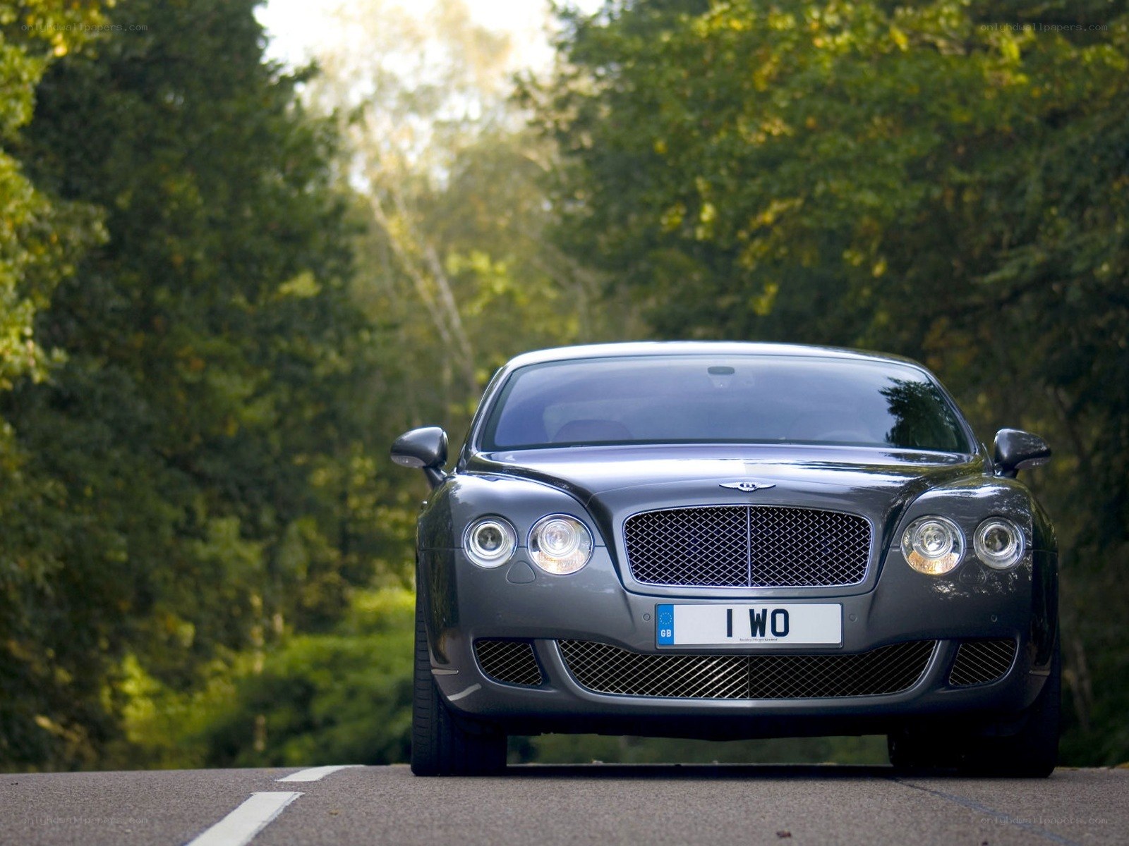 Bentley on a forest road