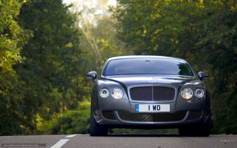 Bentley on a forest road