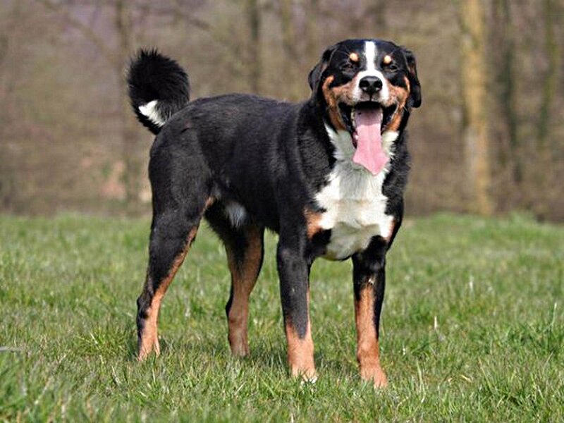 Berneese Mountain Dog