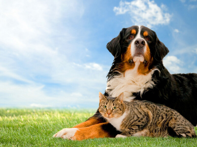 Bernese Mountain Dog and Cat — Green