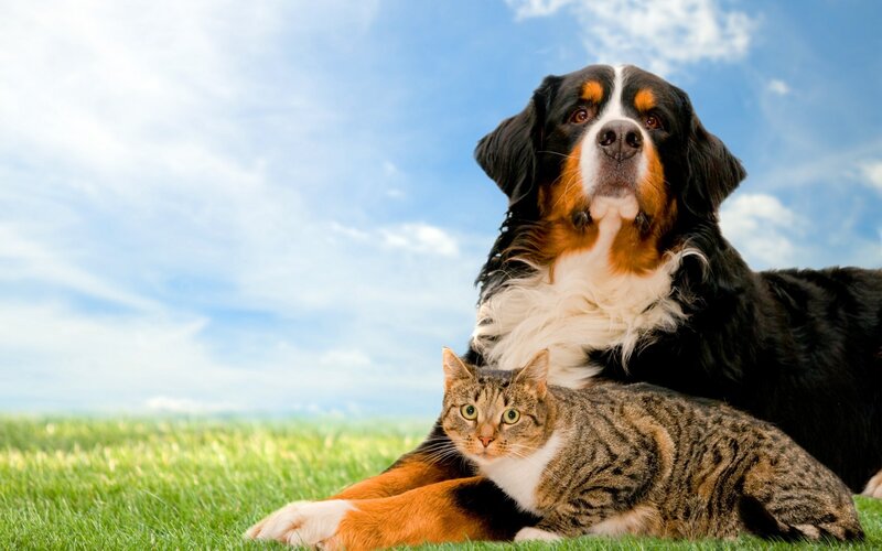 Bernese Mountain Dog and Cat