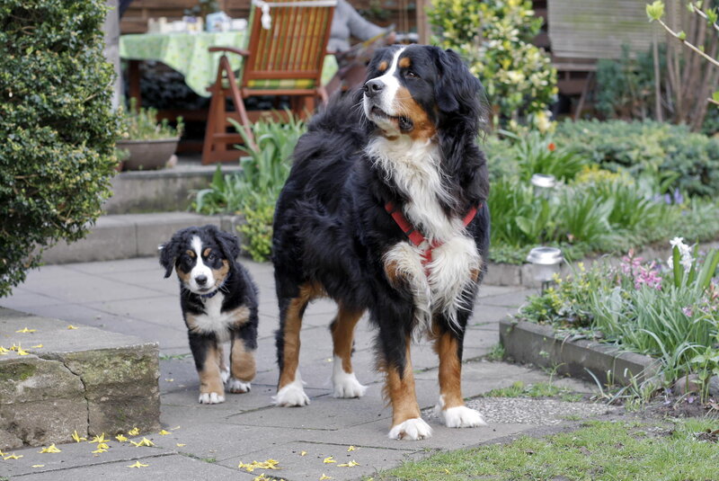 Bernese Mountain Dog and Puppy
