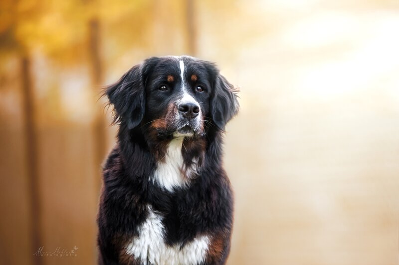 Bernese Mountain Dog — Black, Calm, Autumn