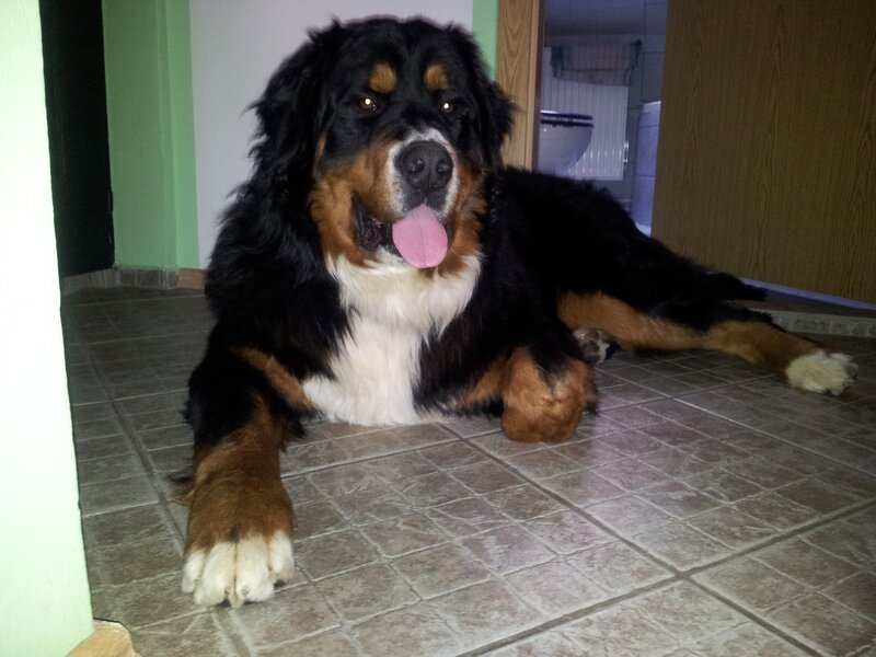 Bernese Mountain Dog — Black, Calm, Night