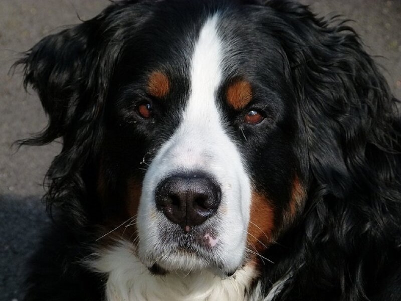 Bernese Mountain Dog — Black, Calm, Photograph, Eyes