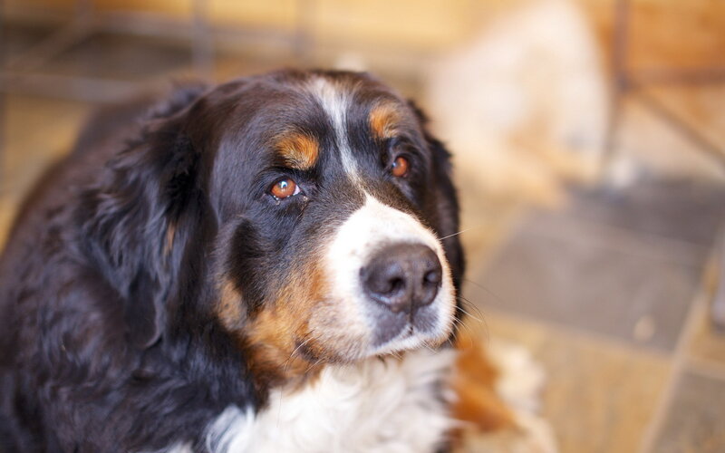 Bernese Mountain Dog — Black, Calm, Photograph, Floor