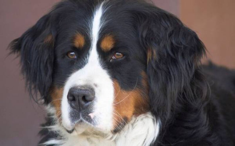 Bernese Mountain Dog — Black, Calm, Photograph