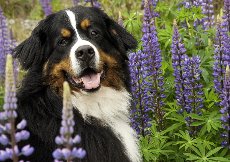 Bernese Mountain Dog — Black, Calm, Spring