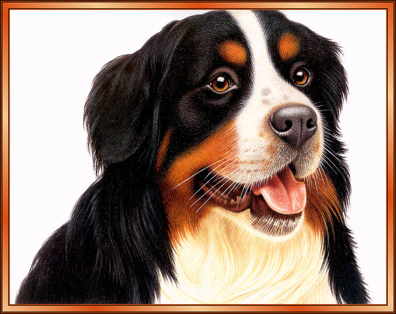Bernese Mountain Dog — Black, Calm