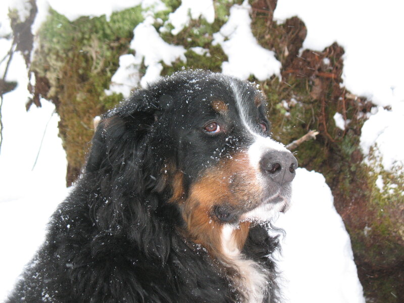 Bernese Mountain Dog — Black, Calm, Winter