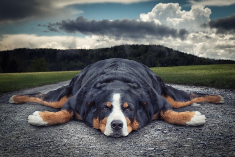 Bernese Mountain Dog — Black, Dramatic