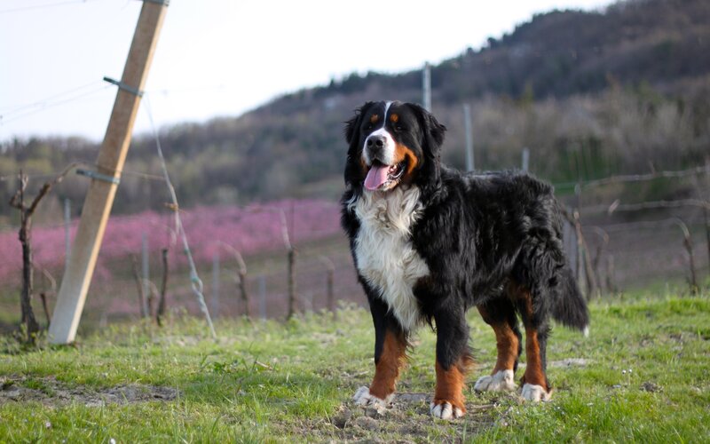 Bernese Mountain Dog — Black