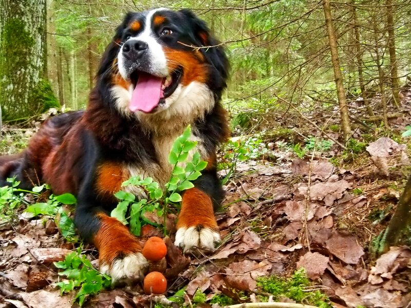 Bernese Mountain Dog — Brown, Peaceful