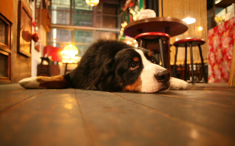 Bernese Mountain Dog — Brown